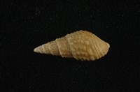 藏品(瘤蜷)的圖片